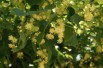 Tilia platyphyllos