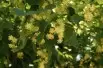 Tilia platyphyllos