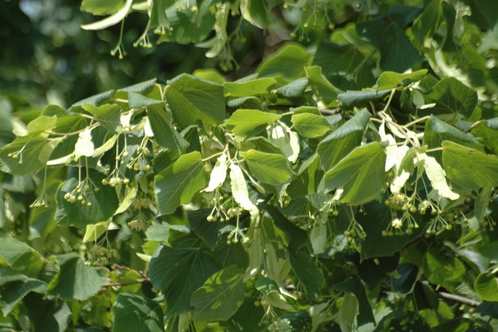 Tilia platyphyllos Tilia platyphyllos