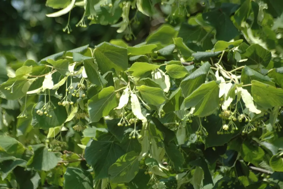 Tilia platyphyllos