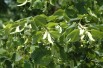 Tilia platyphyllos Tilia platyphyllos