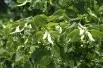 Tilia platyphyllos