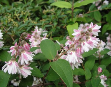 Fuzzy deutzia rosea Plena - Deutzia scabra rosea plena