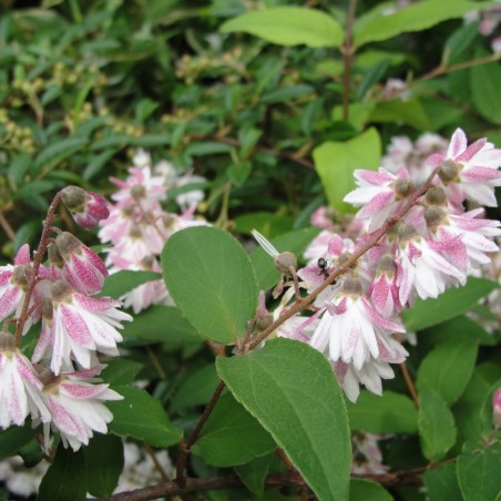 Gefüllter Sternchenstrauch Plena - Deutzia scabra rosea plena