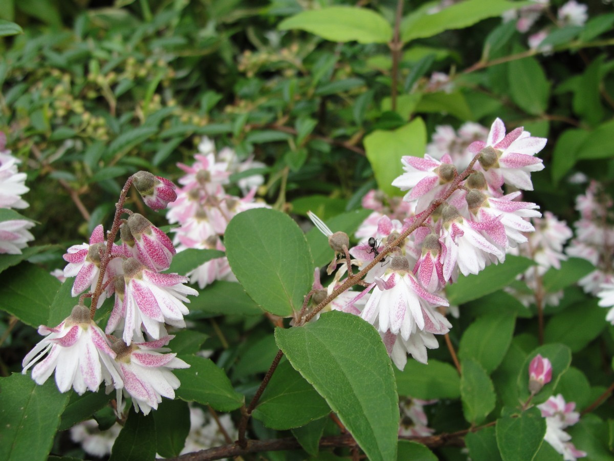 Fuzzy deutzia rosea Plena