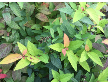 Japanse spierstruik Goldflame - Spiraea japonica Goldflame