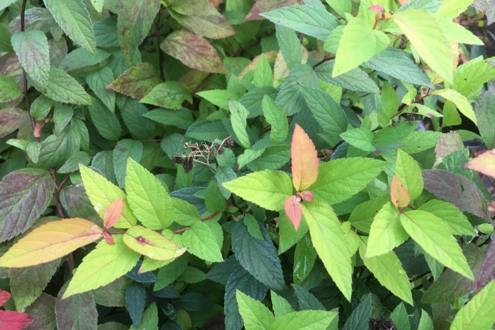 Spiraea japonica Goldflame feuillage été