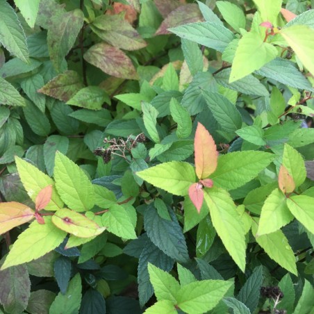 Spiraea japonica Goldflame feuillage été