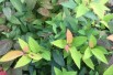 Spiraea japonica Goldflame feuillage été