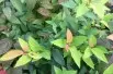 Spiraea japonica Goldflame feuillage été
