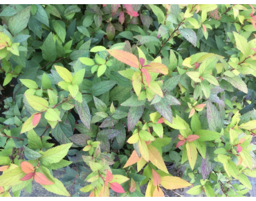 Japanse spierstruik Goldflame - Spiraea japonica Goldflame
