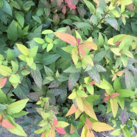 Japanese spirea Goldflame - Spiraea japonica Goldflame