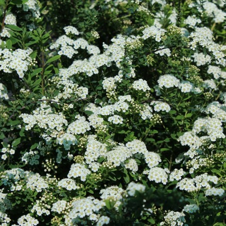 Spirée Nipponica Snowmound - Spiraea Nipponica Snowmound