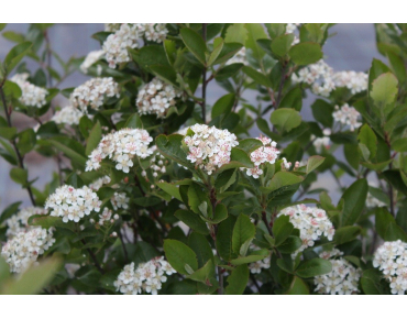 Zwarte appelbes - Aronia Melanocarpa