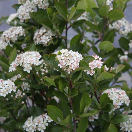 Black chokeberry - Aronia Melanocarpa
