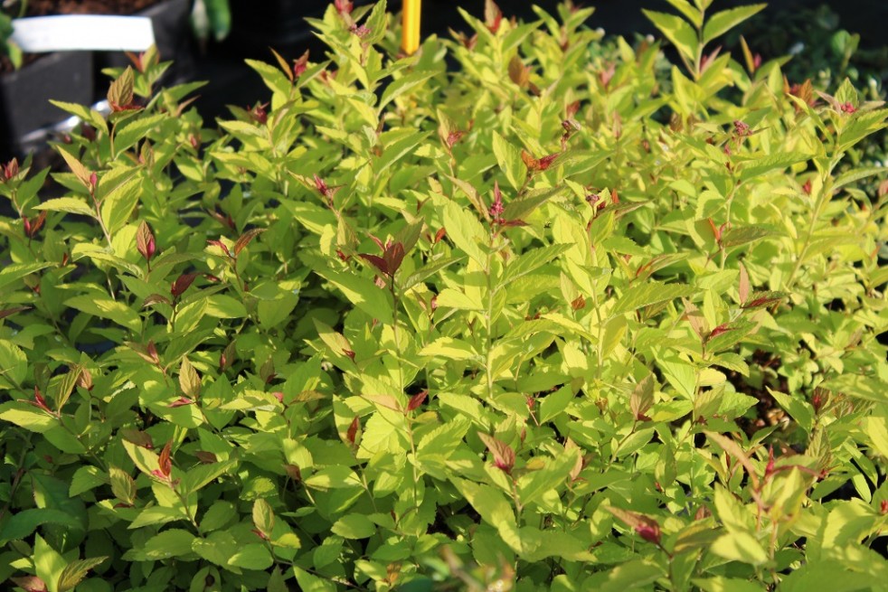 Spiraea Japonica Firelight feuillage été