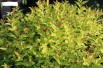 Spiraea Japonica Firelight feuillage été