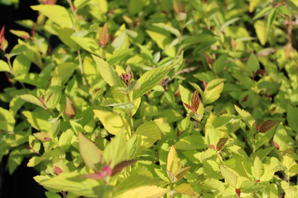 Spiraea Japonica Firelight feuillage été