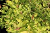 Spiraea Japonica Firelight feuillage été