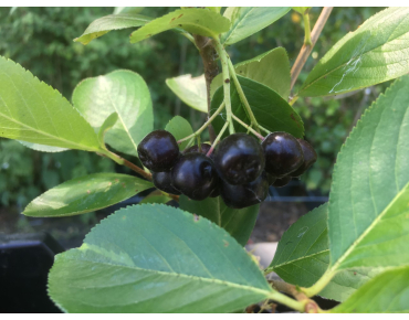 Appelbes Viking - Aronia prunifolia Viking