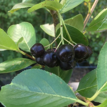 Aronie pourpre Viking - Aronia prunifolia Viking