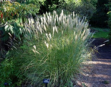 Miscanthus transmorrissonensis - Daderot, CC0, via Wikimedia Commons