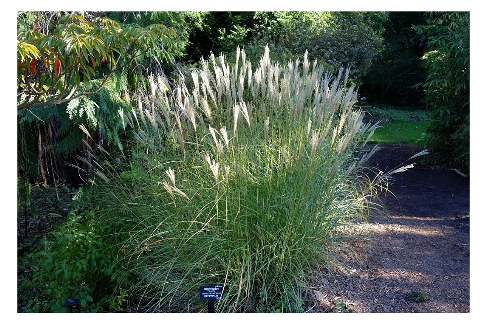 Miscanthus transmorrissonensis - Daderot, CC0, via Wikimedia Commons Miscanthus transmorrissonensis - Daderot, CC0, via Wikimedia Commons