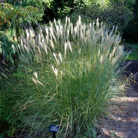 Miscanthus transmorrissonensis - Daderot, CC0, via Wikimedia Commons