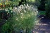 Miscanthus transmorrissonensis - Daderot, CC0, via Wikimedia Commons