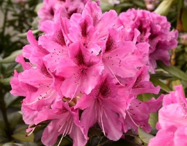Rhododendron Cosmopolitan - Jardins du Monde.be