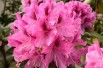 Rhododendron Cosmopolitan - Jardins du Monde.be