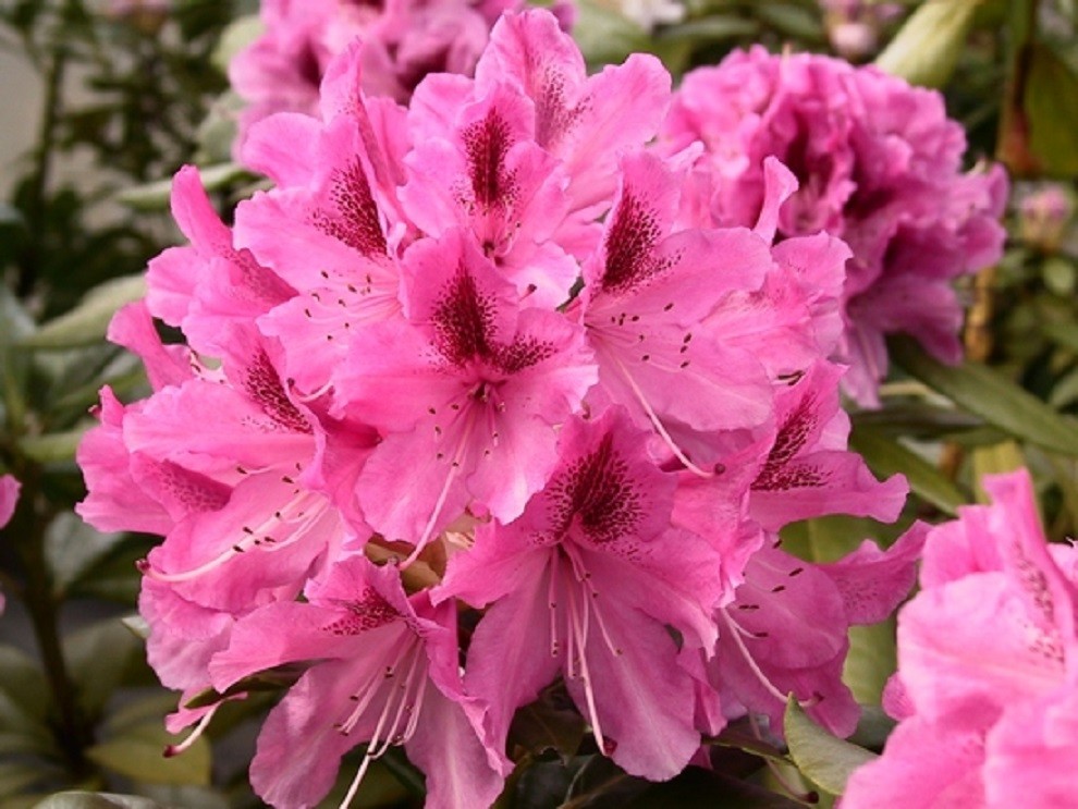 Rhododendron Cosmopolitan