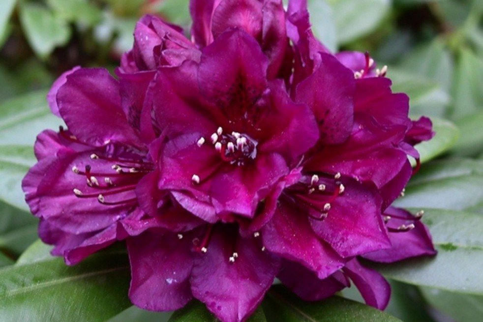 Rhododendron Polarnacht - Jardins du Monde.be