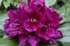 Rhododendron Polarnacht - Jardins du Monde.be
