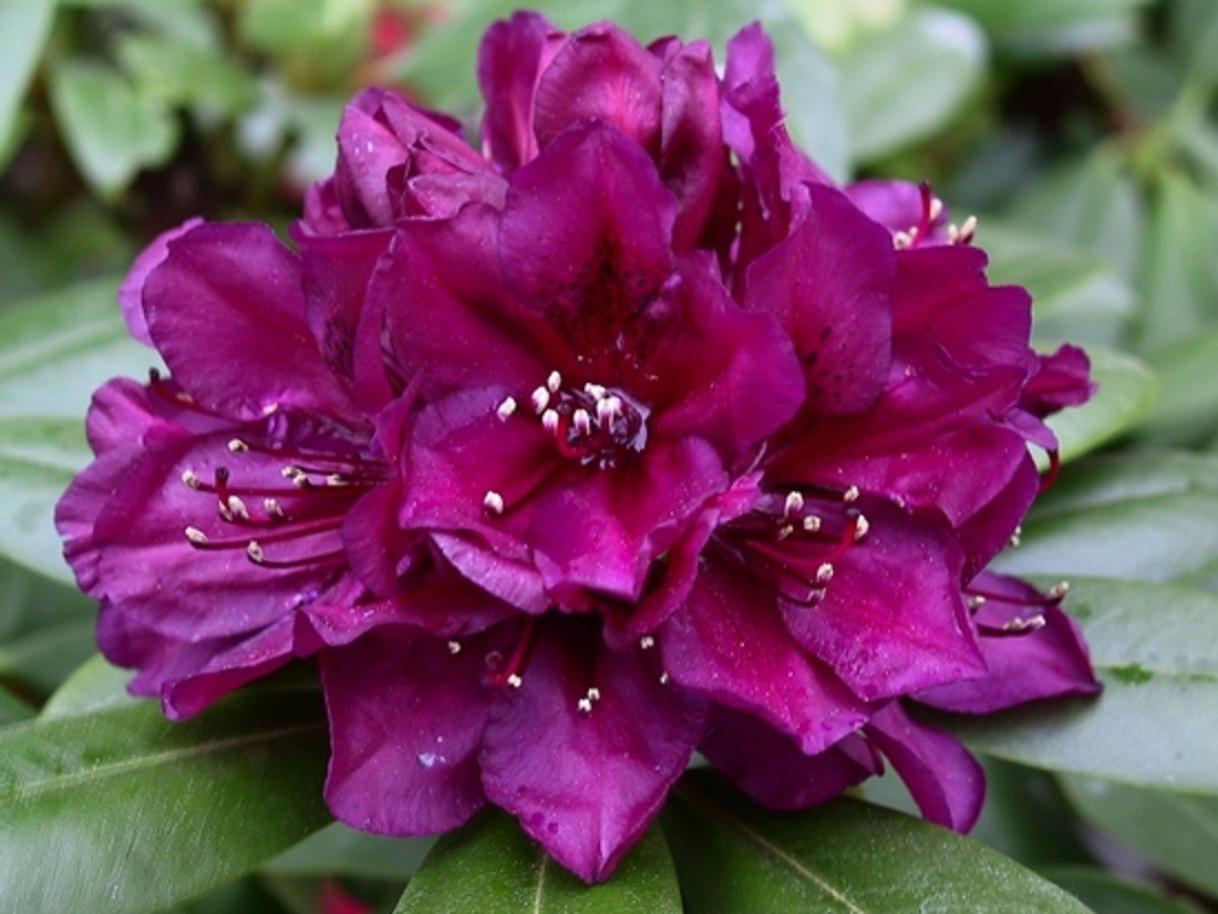 Rhododendron Polarnacht