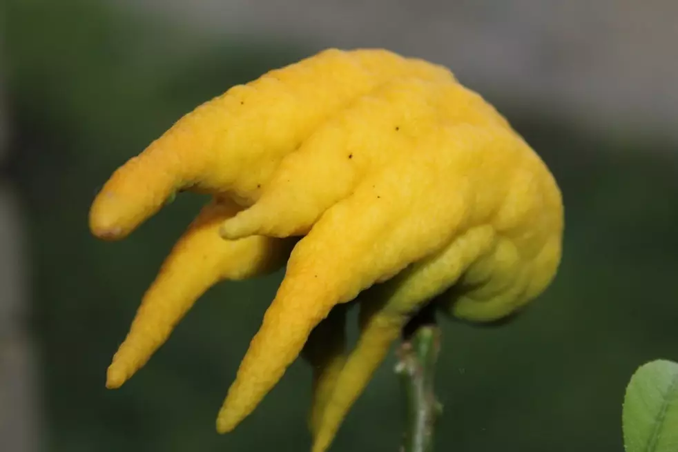 Citrus Medica Sarcodactylis-fleur-  Jardins du Monde.be