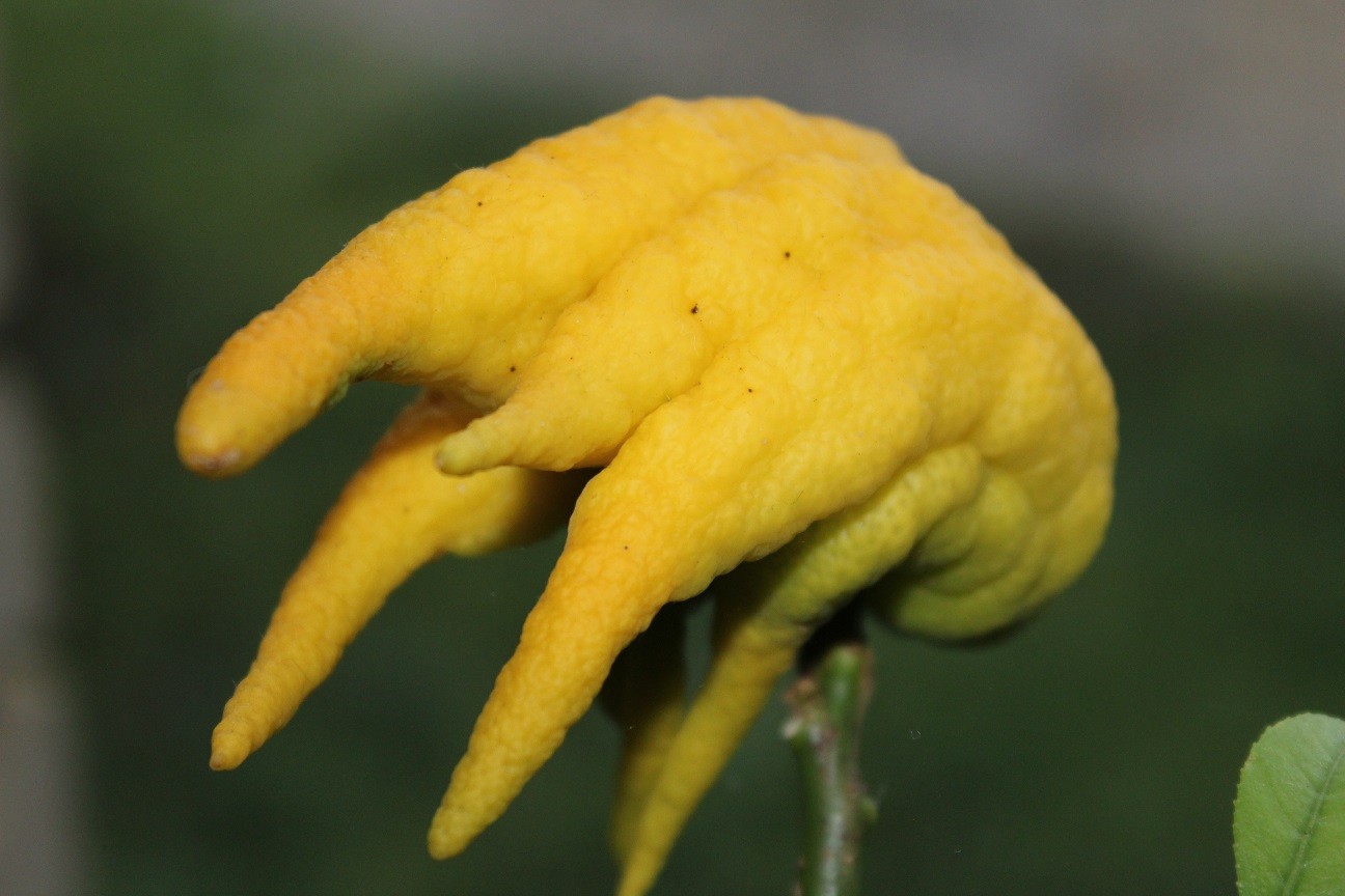 Buddha's hand