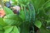 Citrus Medica Sarcodactylis-fleur-  Jardins du Monde.be