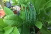 Citrus Medica Sarcodactylis-fleur-  Jardins du Monde.be