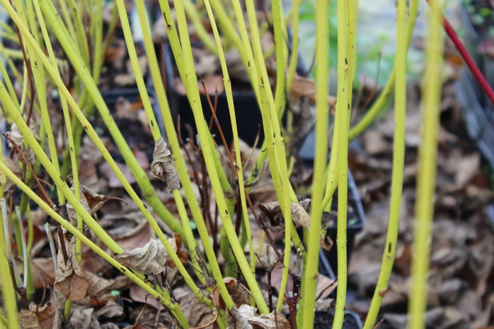 Cornus sericea Flaviramea