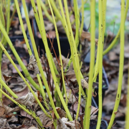 Cornus sericea Flaviramea
