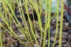 Cornus sericea Flaviramea
