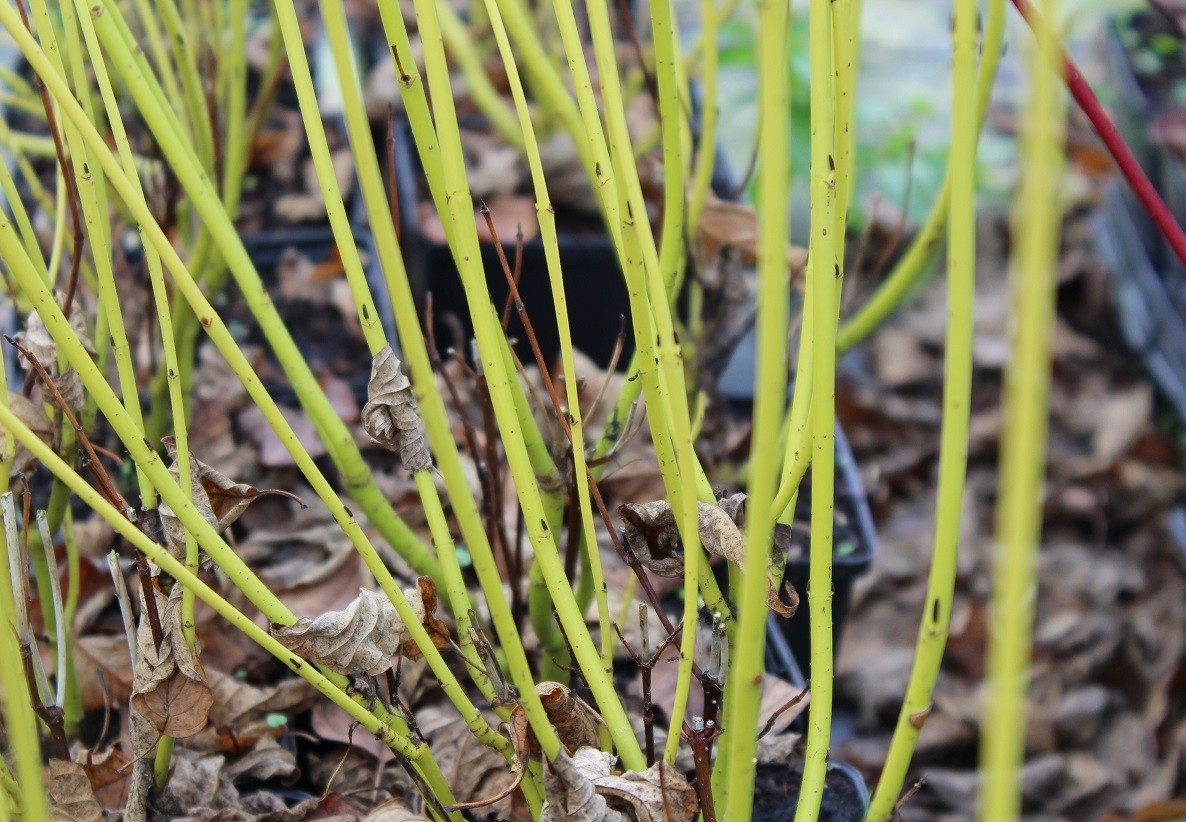 Golden twig Dogwood