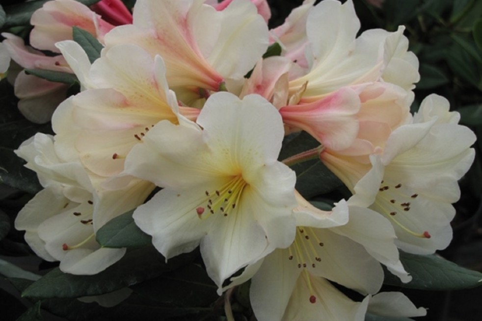 Rhododendron Azimut