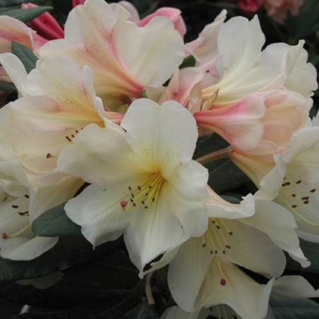 Rhododendron Azimut