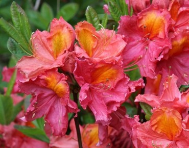 Azalea Knap-Hill Juanita