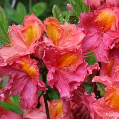 Azalea Knap-Hill Juanita