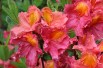 Azalea Knap-Hill Juanita