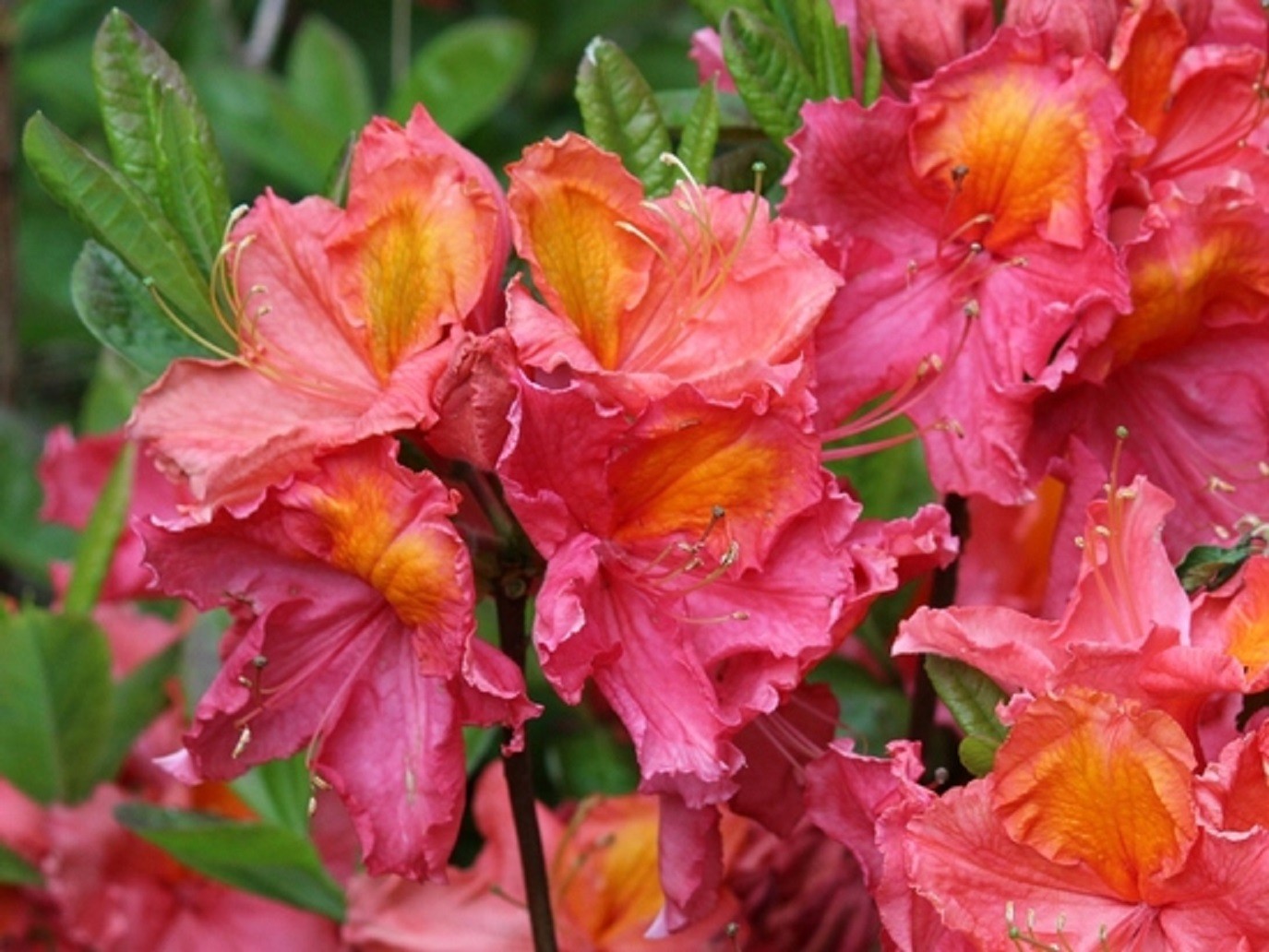 Chinese Azalea Juanita