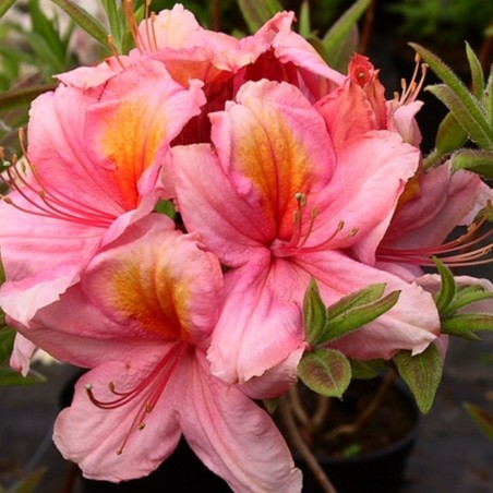 Laubabwerfende Azalee Berryrose - Azalea Knap-Hill Berryrose